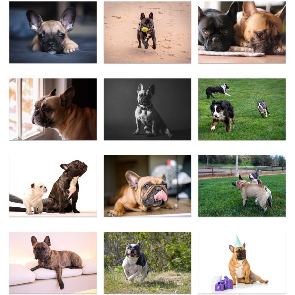 Frenchie Frenzy (Vol. I)