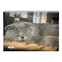 Scottish Fold 2024 Wall Calendar