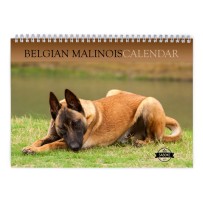 Belgischer Malinois 2024 Wandkalender