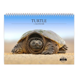 Turtle 2024 Wall Calendar