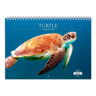 Turtle 2024 Wall Calendar
