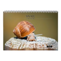 Snail 2024 Wall Calendar