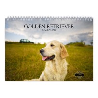 Golden Retriever 2024 Wandkalender