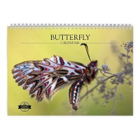 Butterfly 2024 Wall Calendar