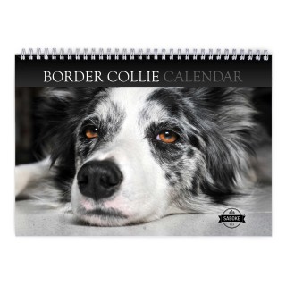 Border Collie 2024 Wall Calendar