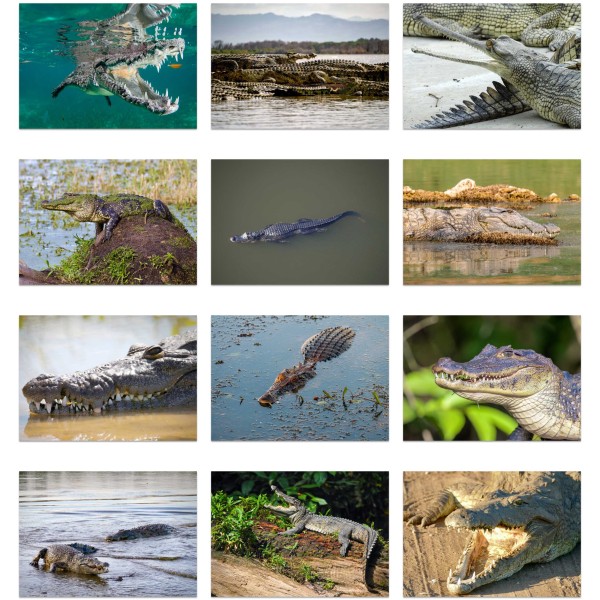 Croc Tales (Bd. I)