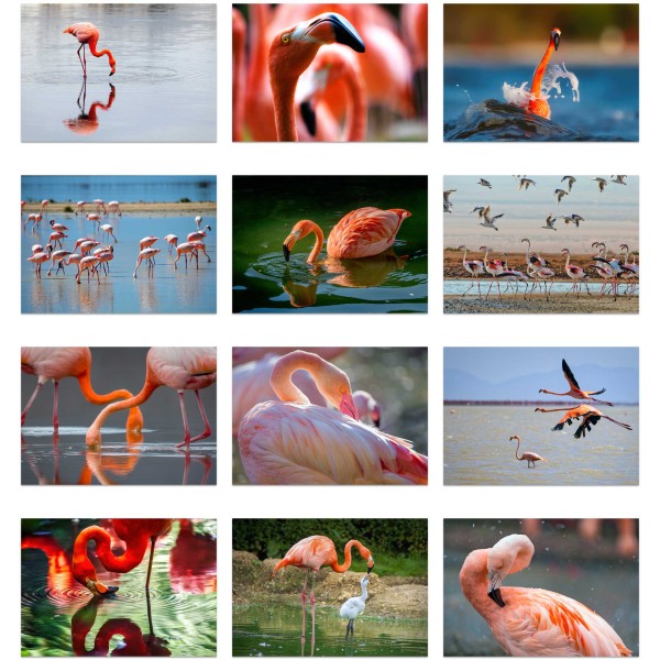 Flamingo Paradise (Vol. II)