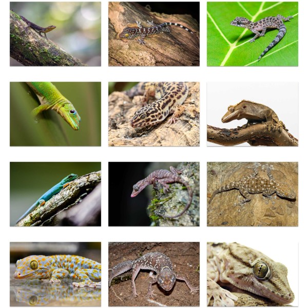 Geckomania (Vol. II)