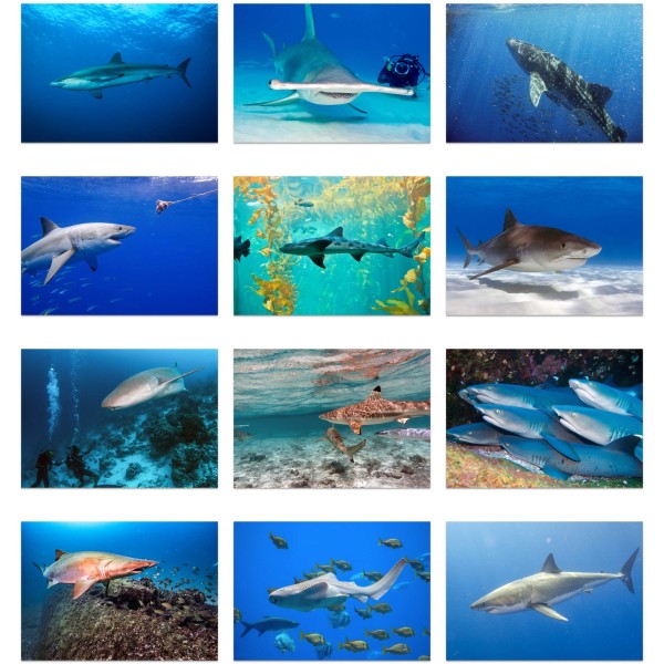 Ocean Predators (Bind II)