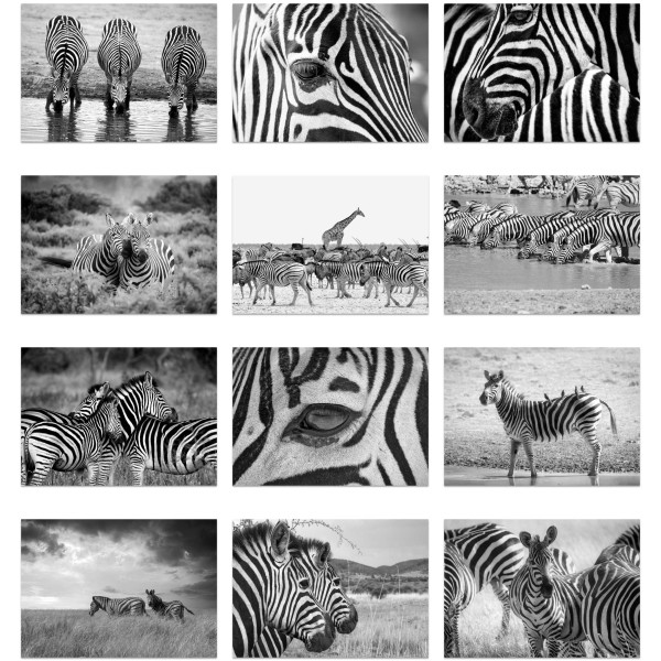 Wild Stripes (第I巻)