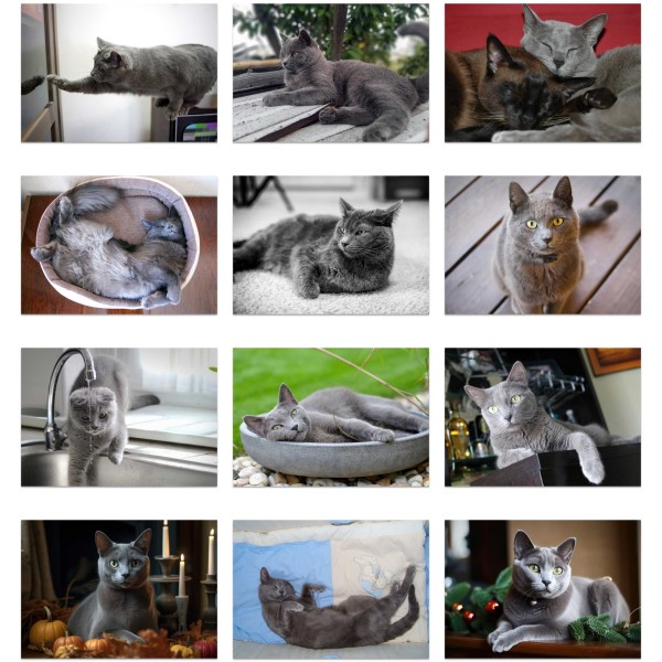 Whisker Wonders (第II巻)