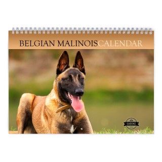 Belgian Malinois 2024 Wall Calendar