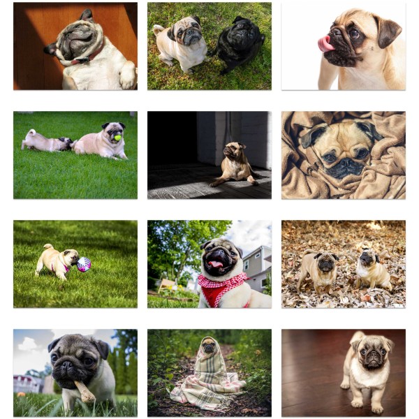 Pugs Life (Vol. I)