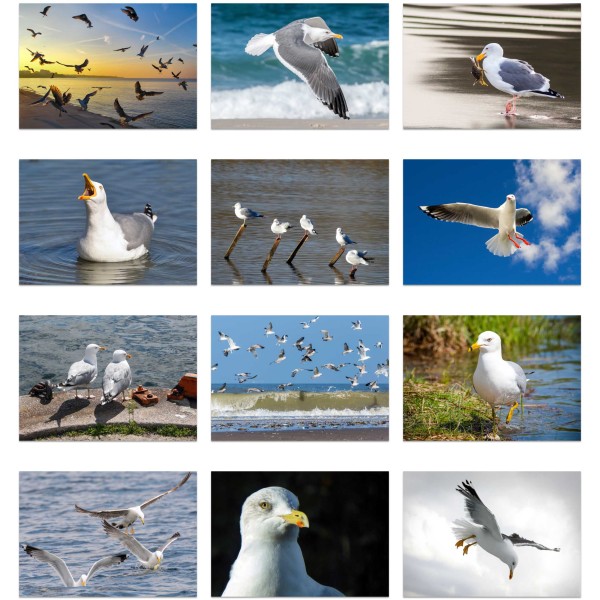 Beak Beat (Vol. I)