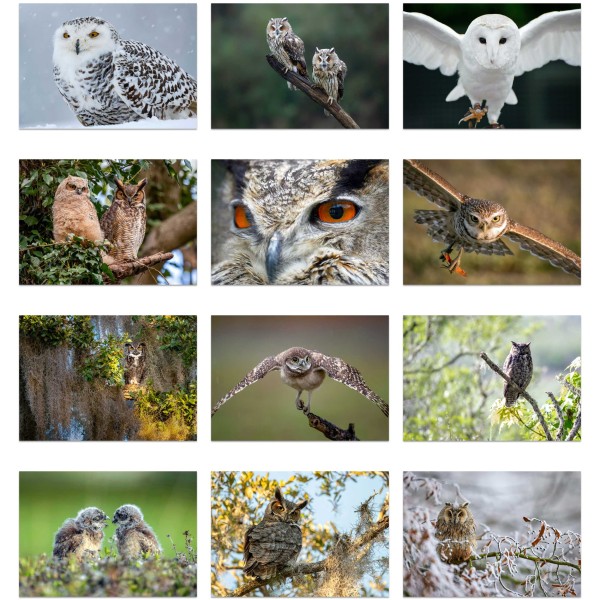 Wings of Wisdom (Vol. II)