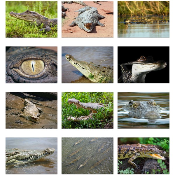 Eyes of the Swamp (Bd. II)