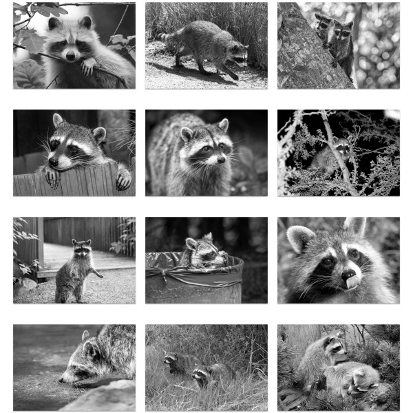 Bandit Patrol (Vol. II)