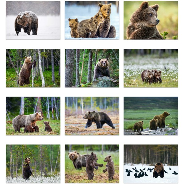 Wild Paws (Osa II)