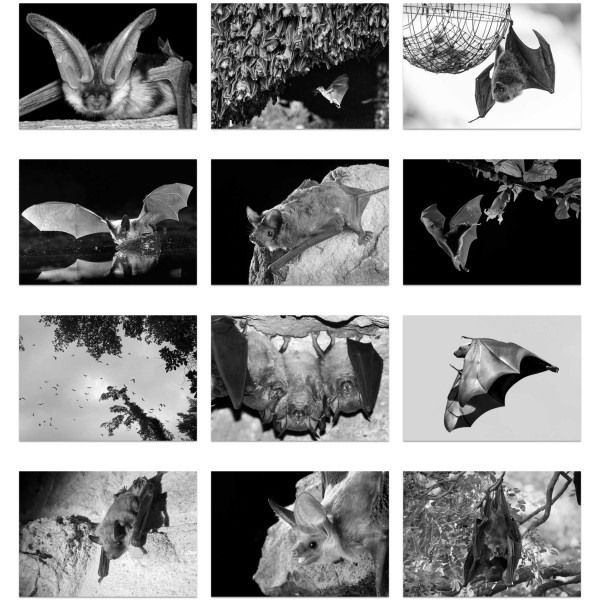 Night Wings (Vol. III)