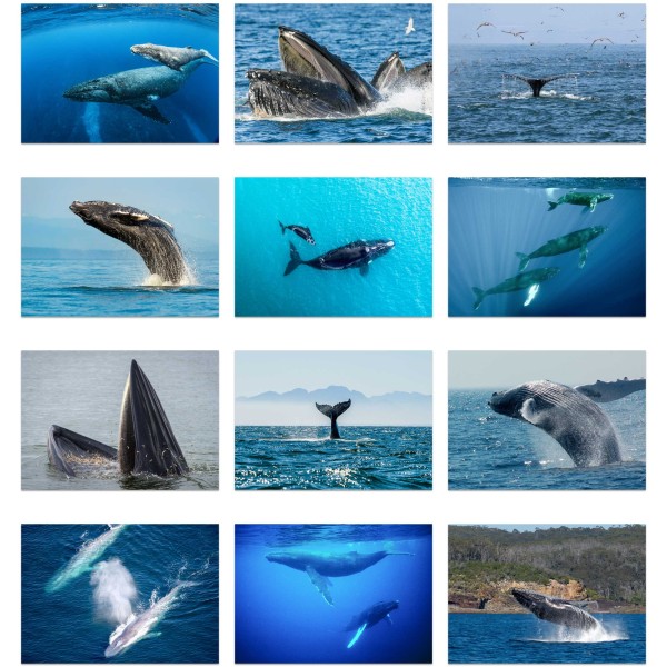 Whales of Wonder (Tome III)
