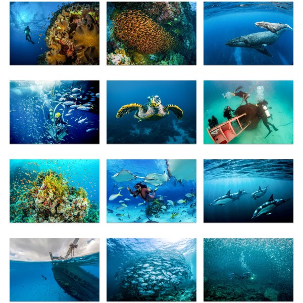 Reef Quest (Vol. III)