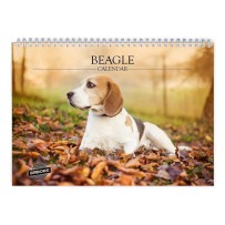 Beagle 2027 Wandkalender