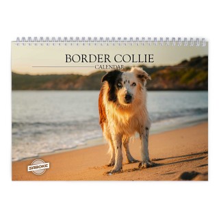 Border Collie 2027 Wall Calendar