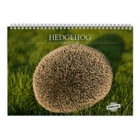 Igel 2027 Wandkalender