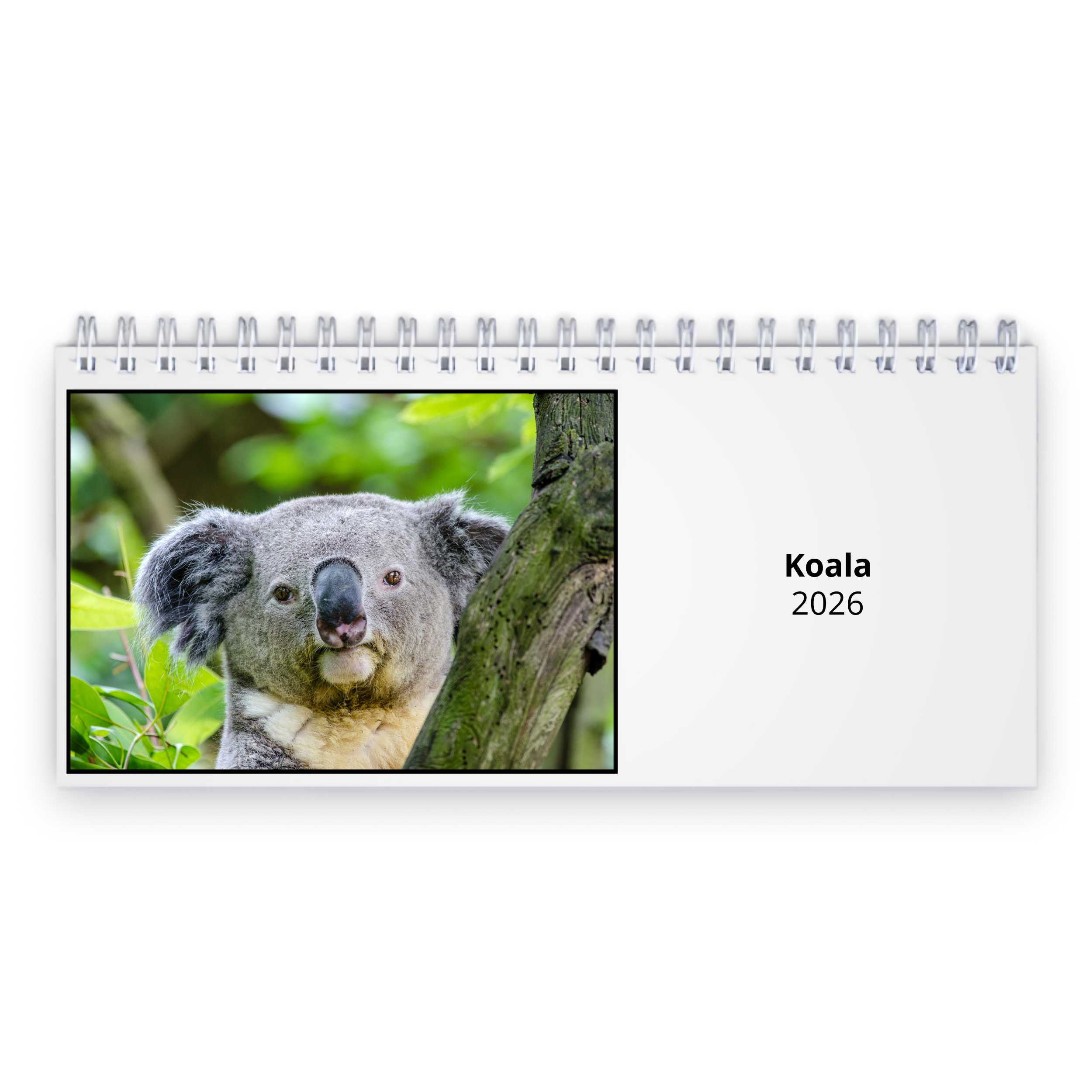 Koala 2026 Desk Calendar