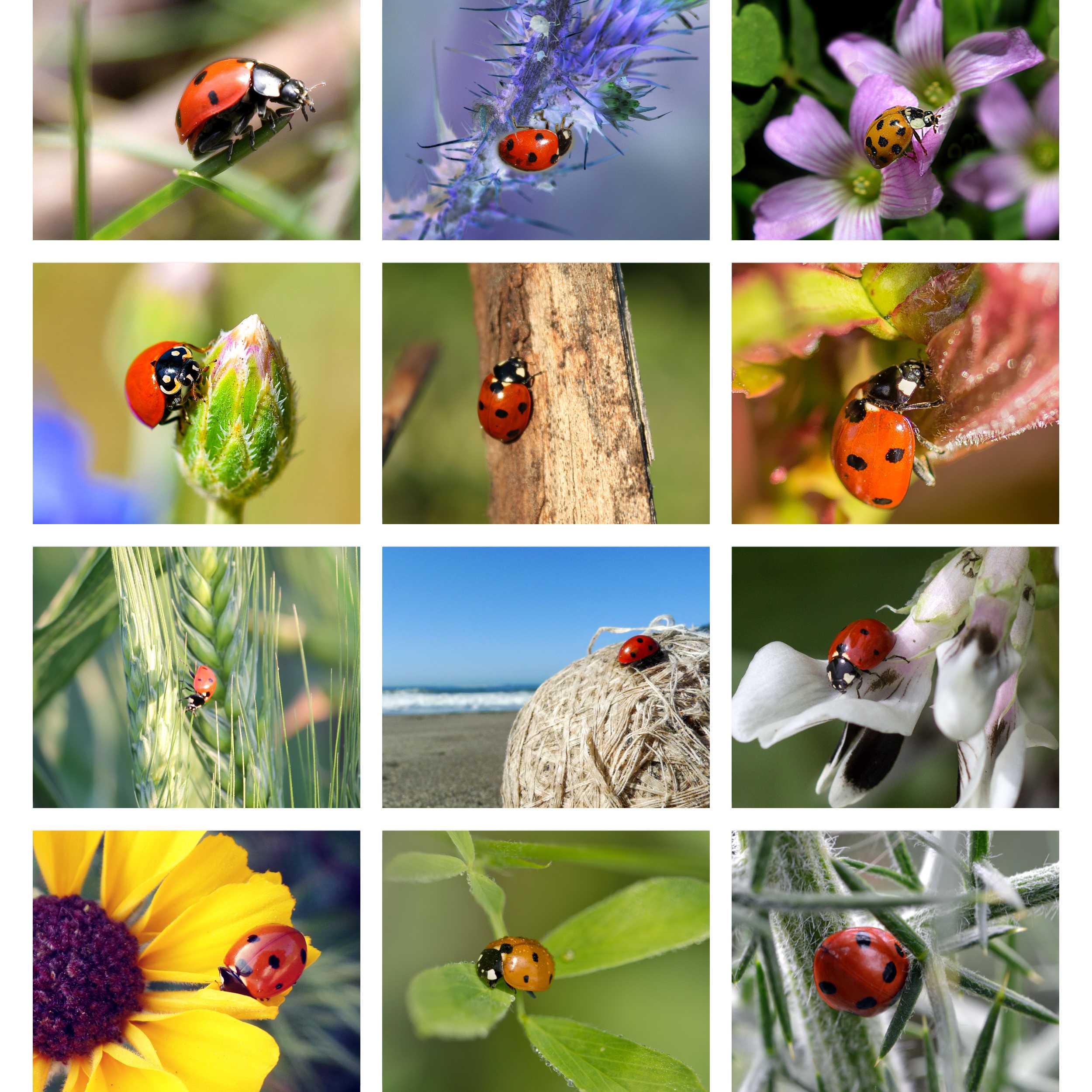 Ladybug 2026 Desk Calendar