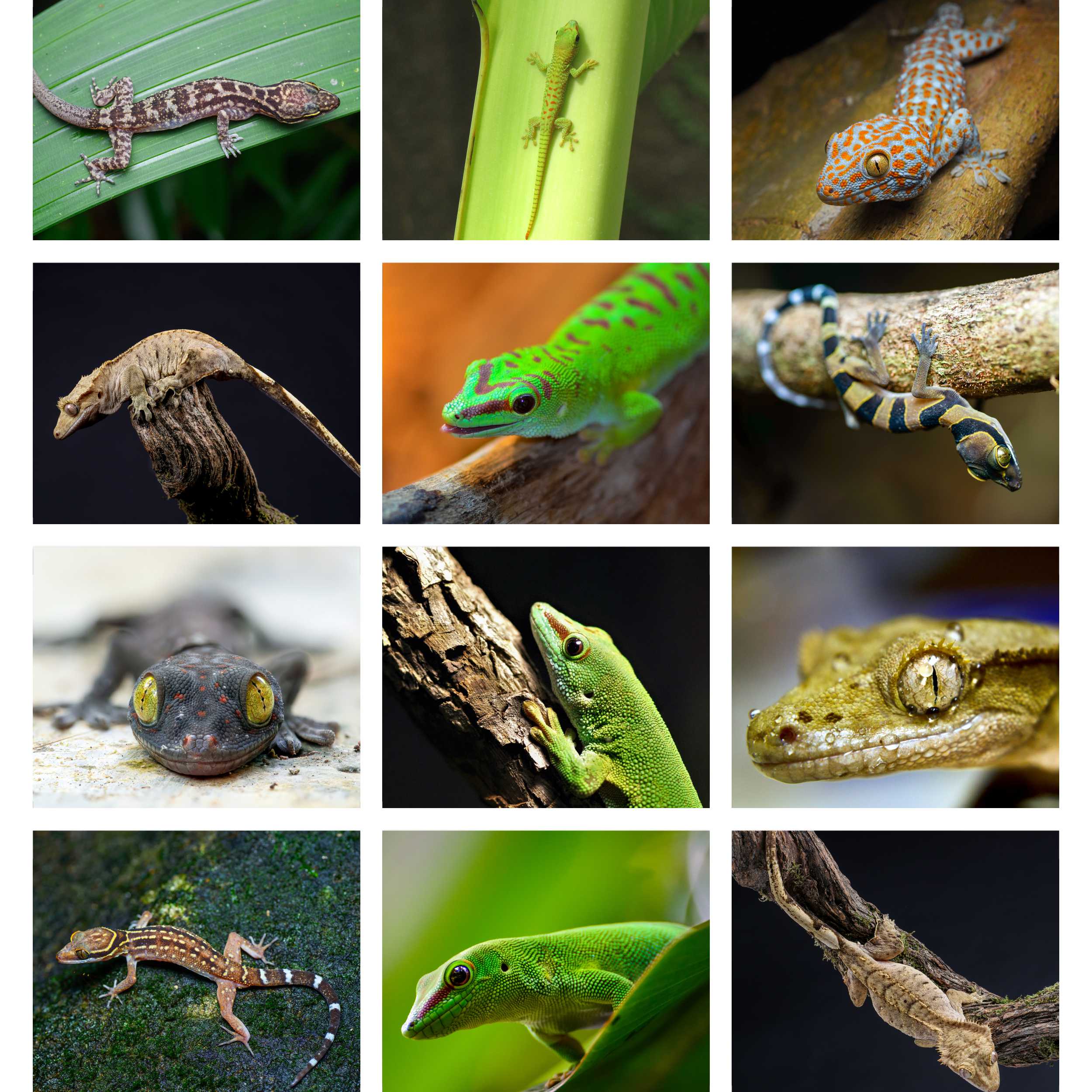 Advent Calendar 2023, Friends (Day 7) - Salamander / Gecko on