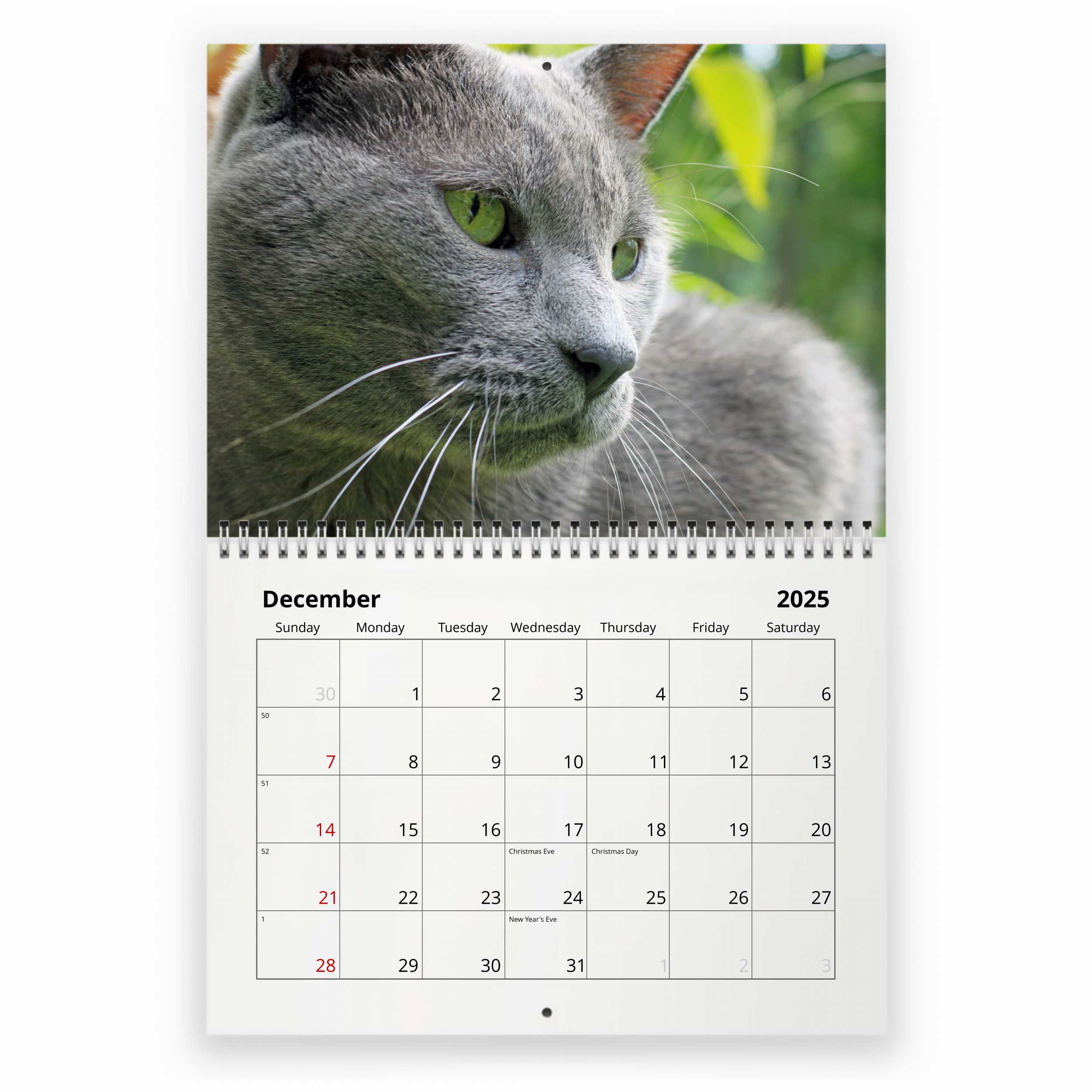 Russian Blue Cat Calendar 2025 Printable Megan Sibylle