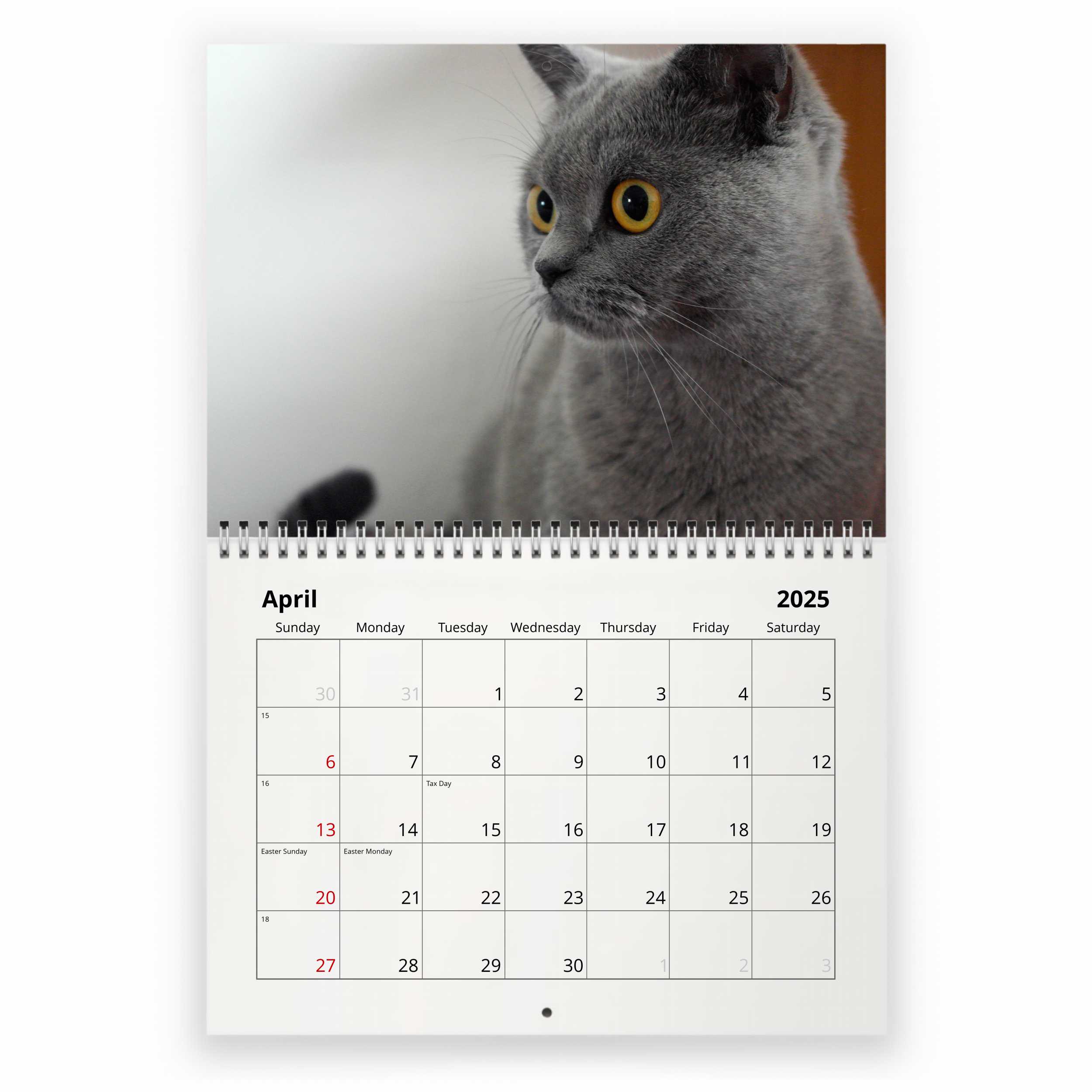 Russian Blue Cat Calendar 2025 Printable Megan Sibylle