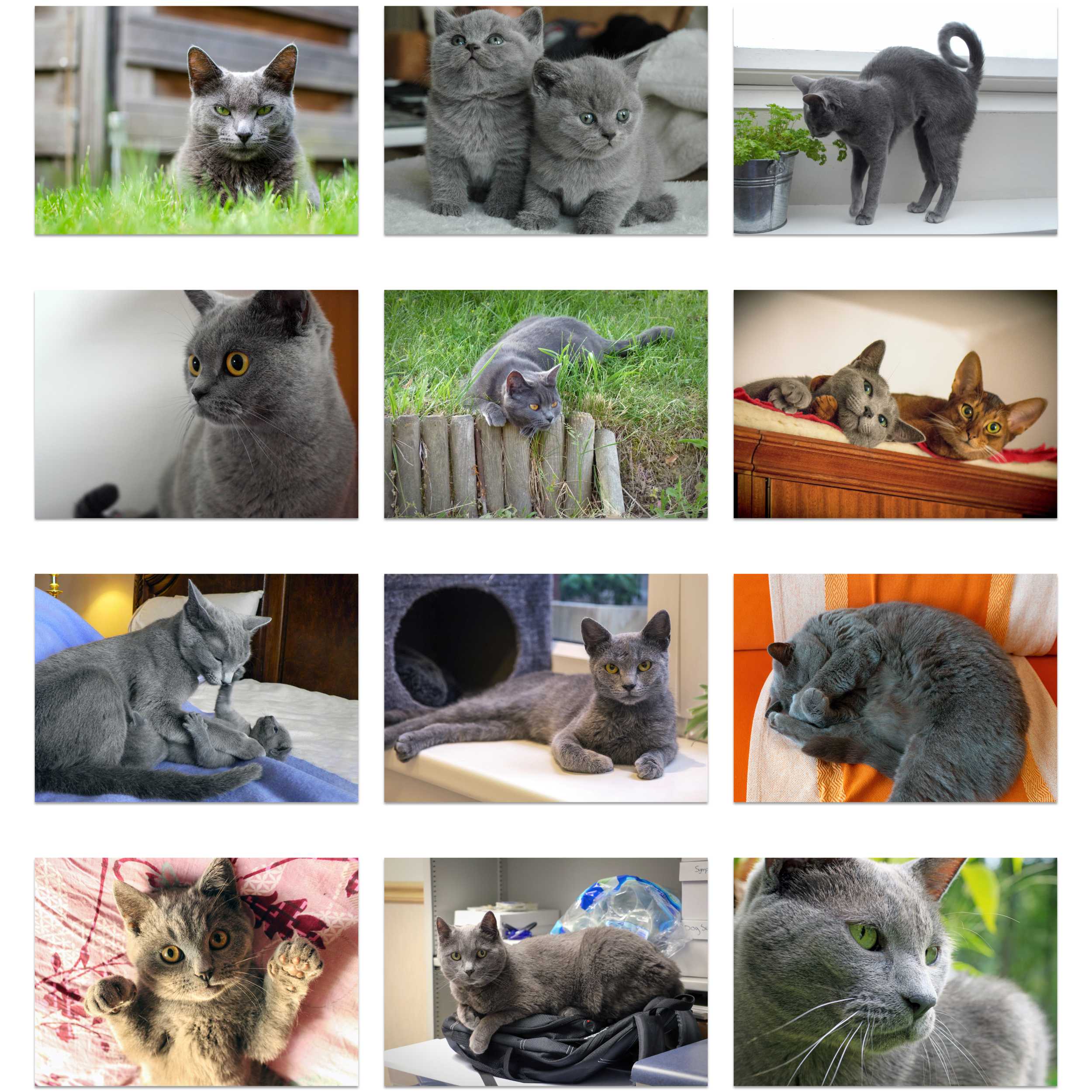 Russian Blue Cat Calendar 2025 Printable Megan Sibylle