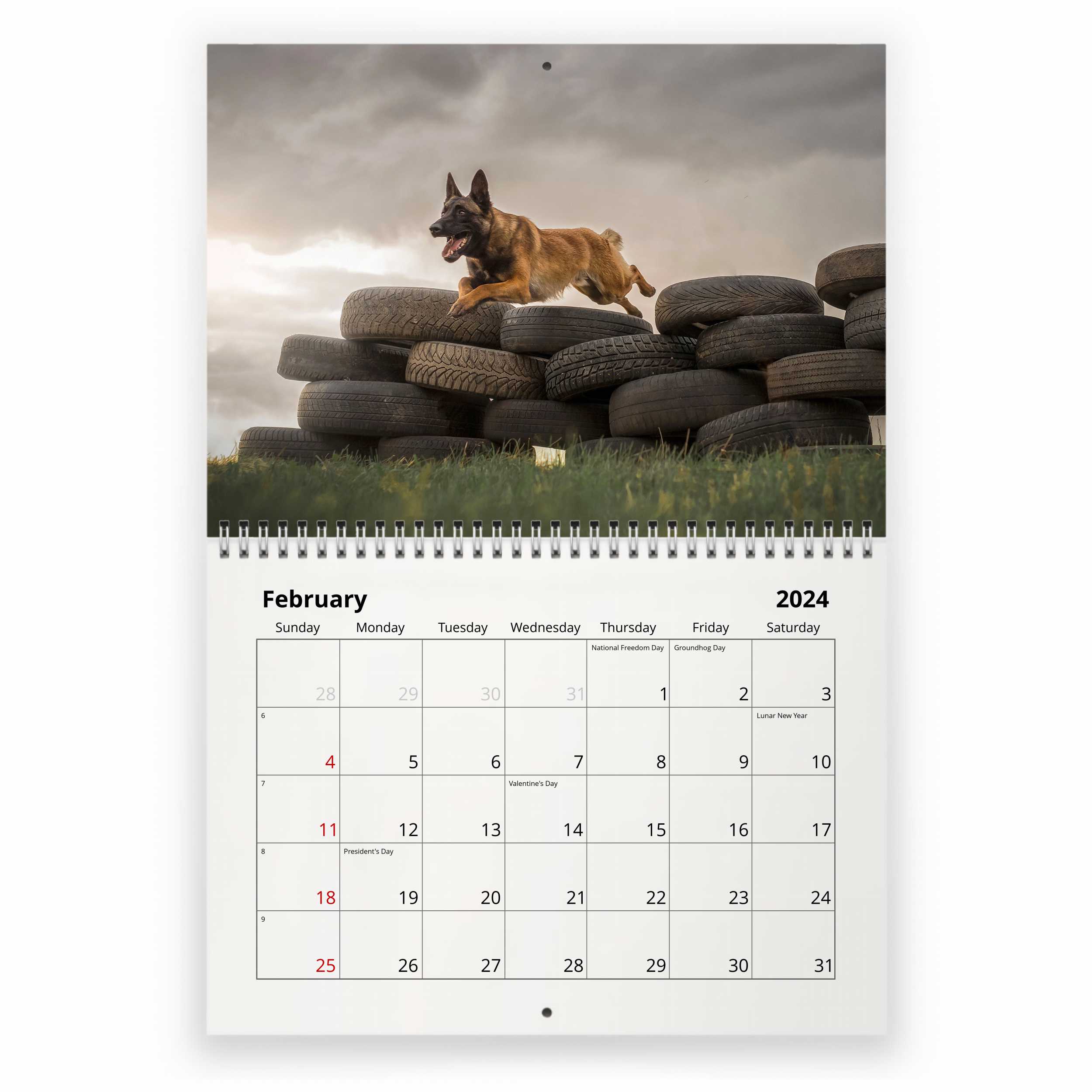 Belgian Malinois | 2024 12 x 24 Inch Monthly Square Wall Calendar |  BrownTrout | Animals Dog Breeds