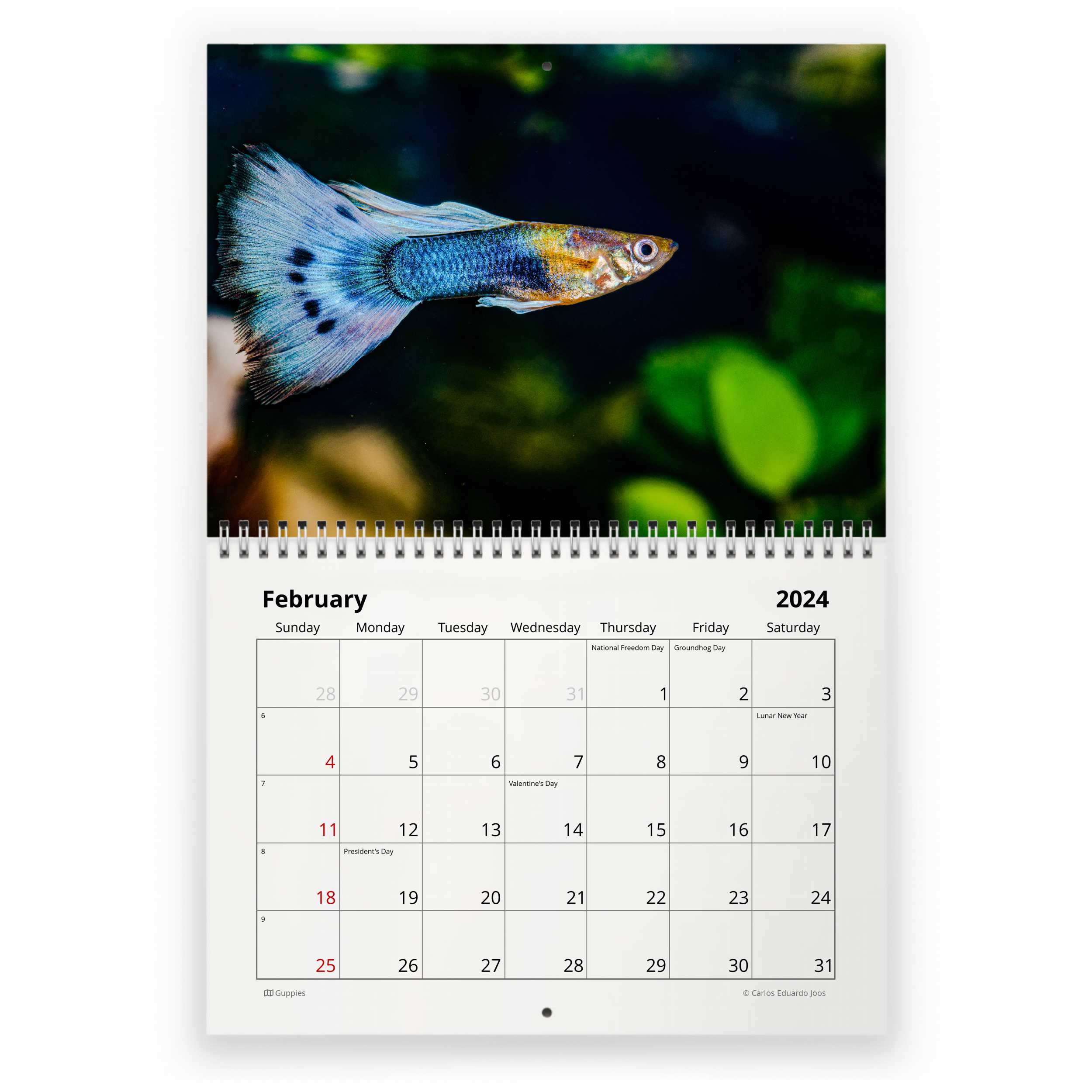 Tropical Fish Monthly 2024 Wall Calendar (12 x 12)