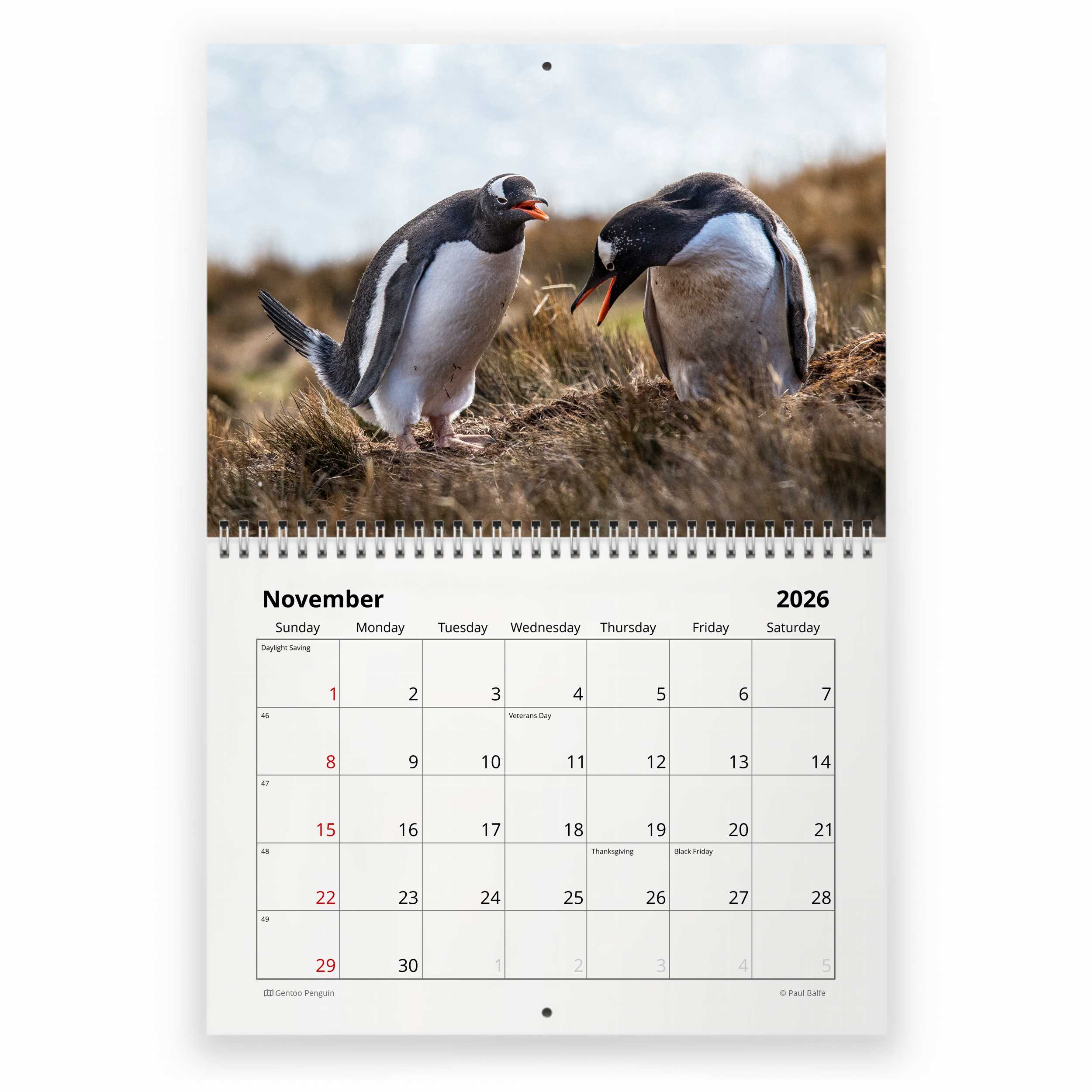 ペンギン 2026 年壁掛けカレンダー