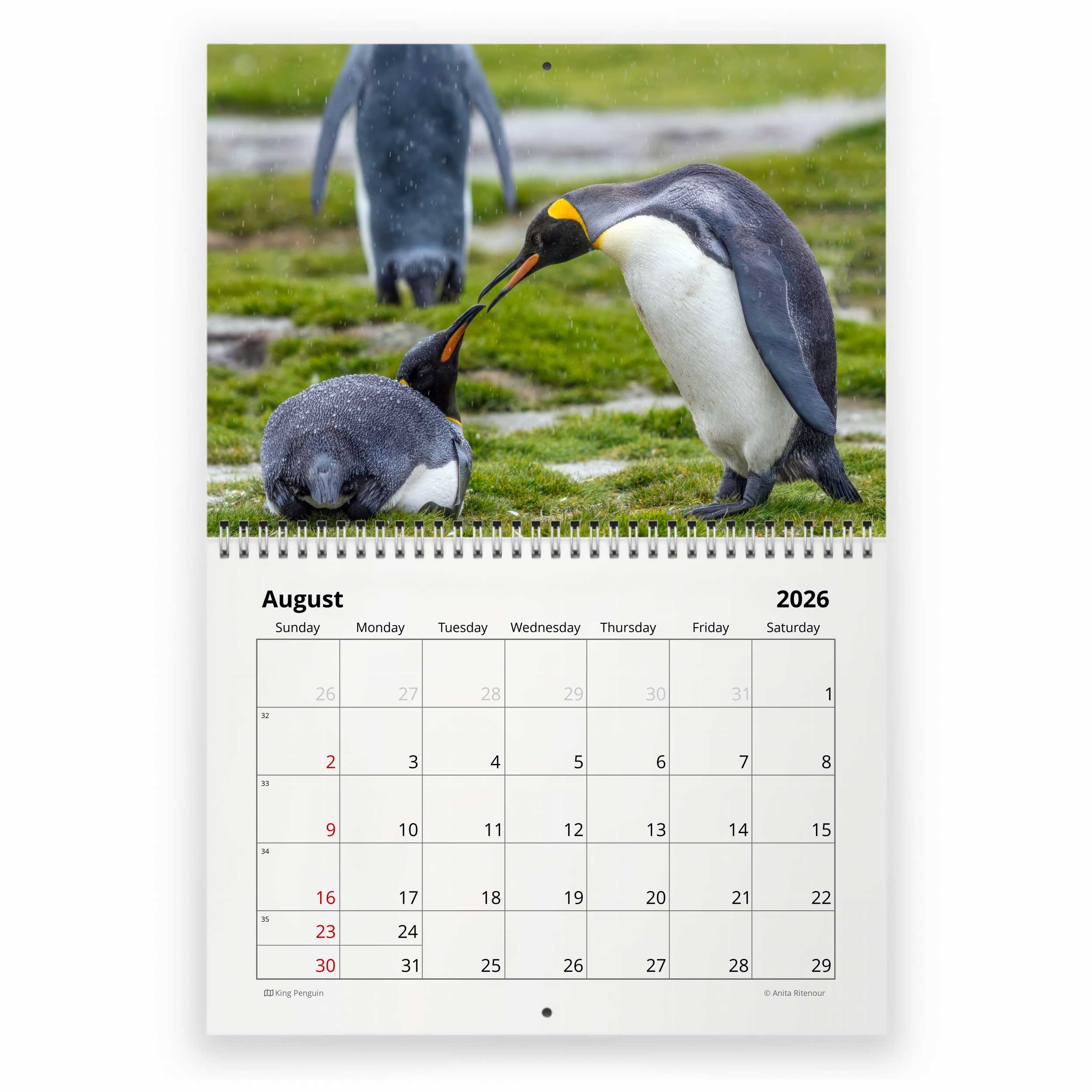 ペンギン 2026 年壁掛けカレンダー