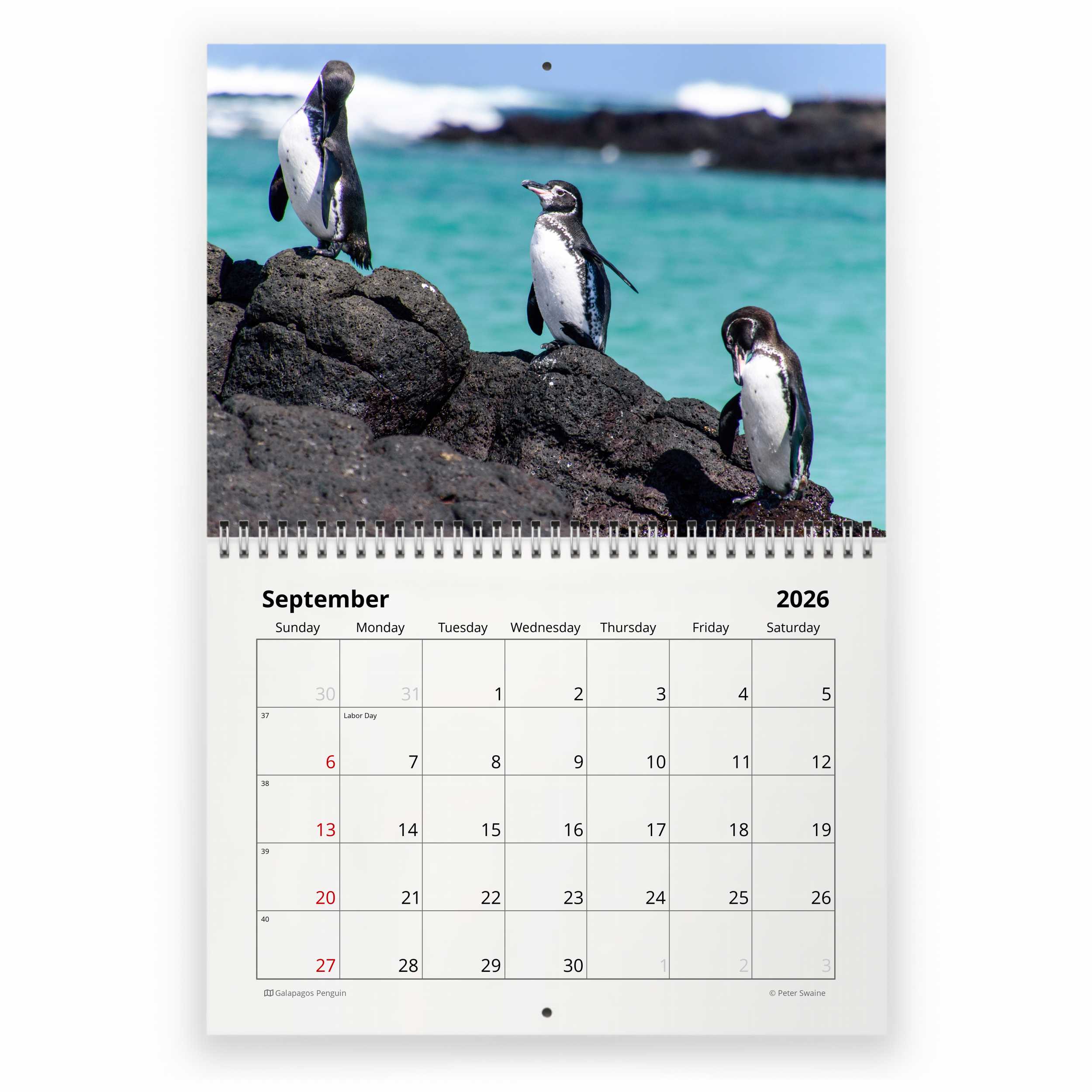 ペンギン 2026 年壁掛けカレンダー