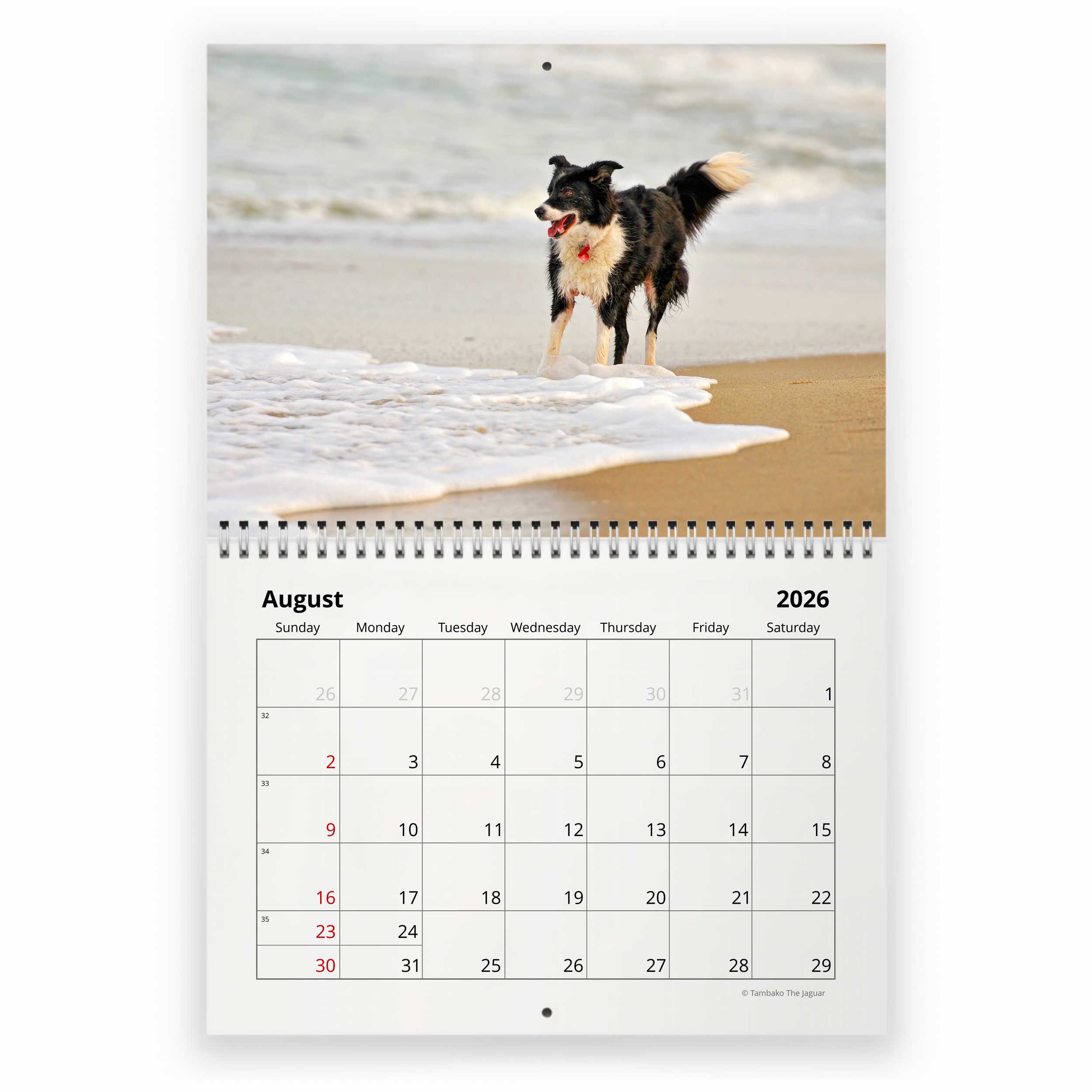Border Collie Calendar - Only Dog Breed Border Collies Calendar - 2016 - View #4