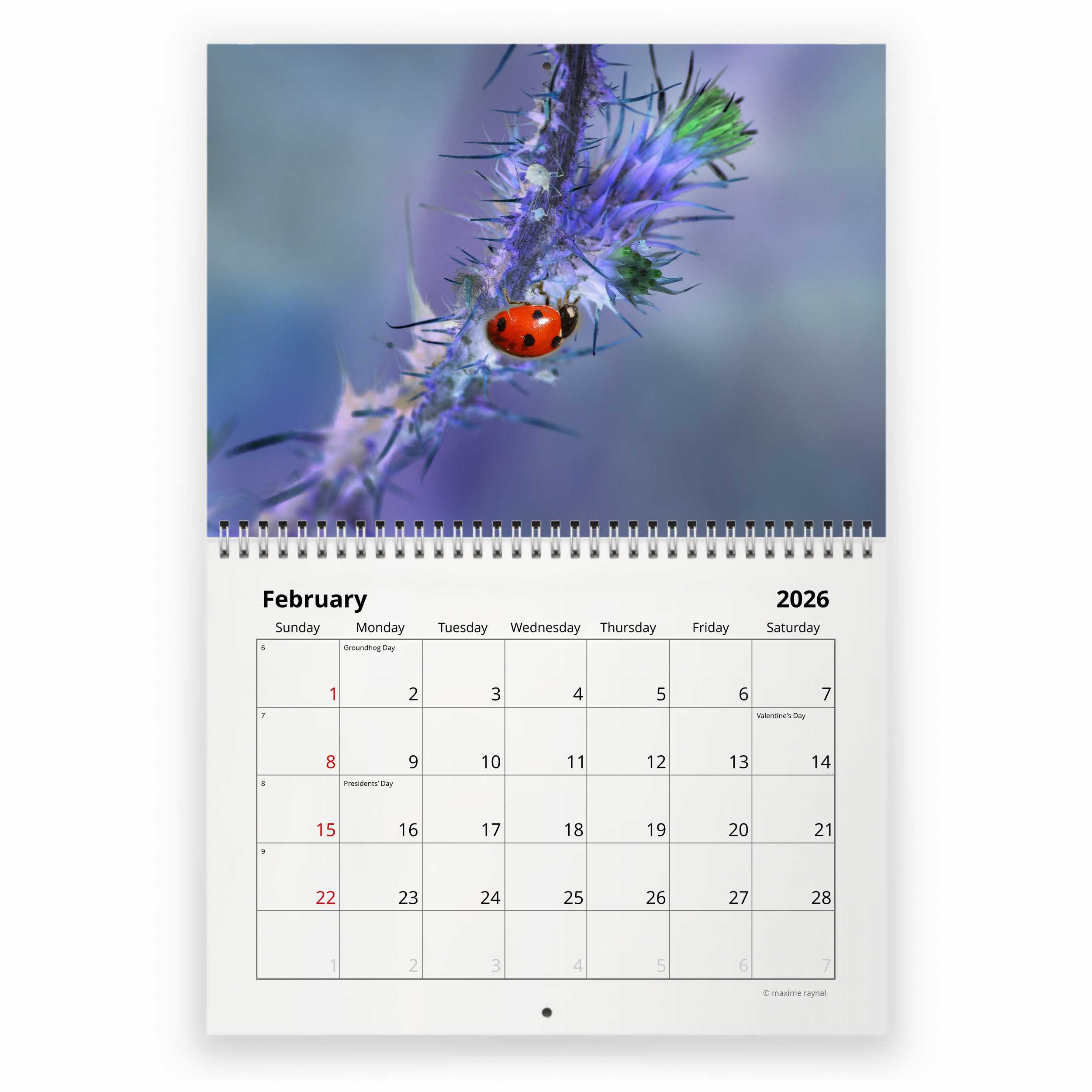 Ladybug 2026 Wall Calendar
