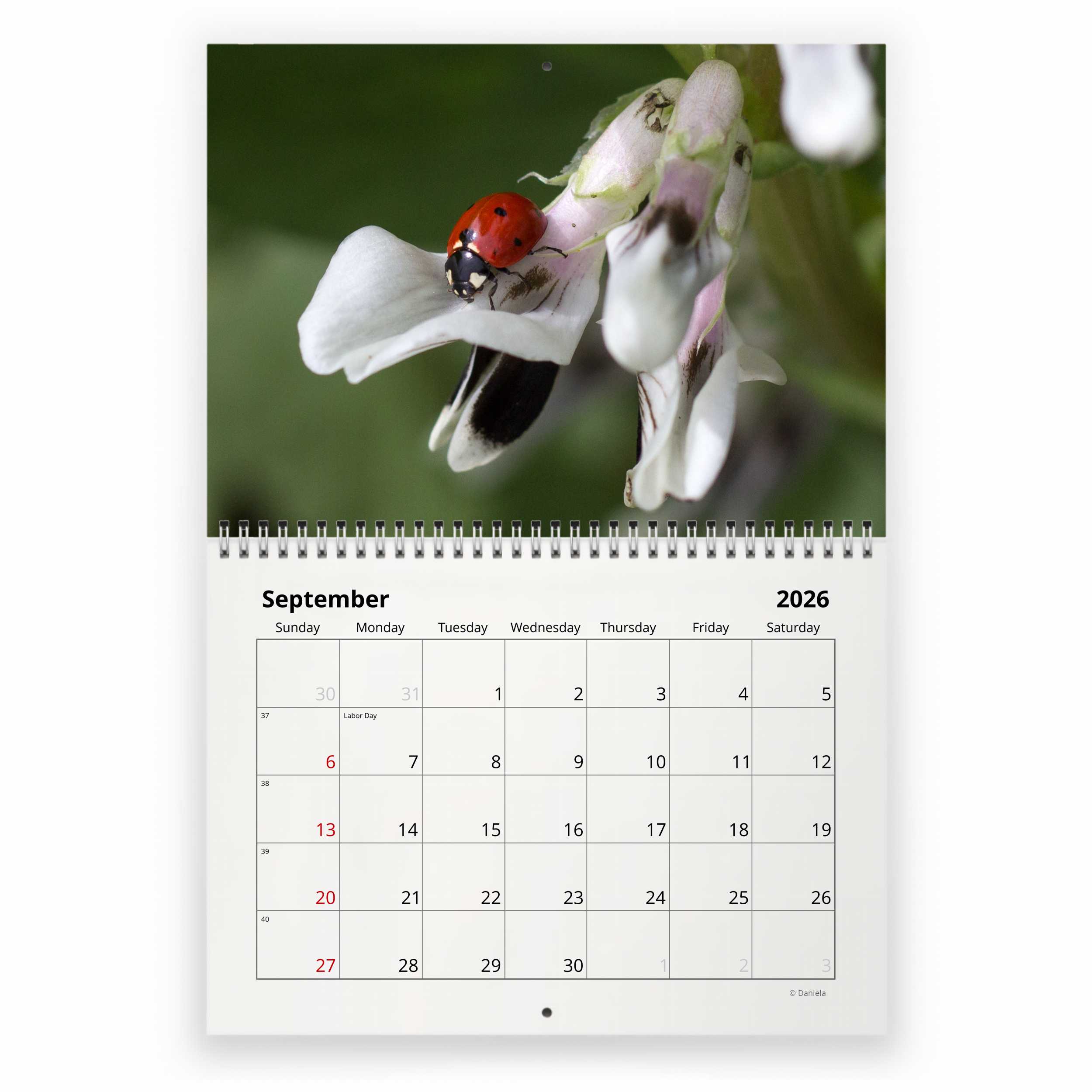Ladybug 2026 Wall Calendar