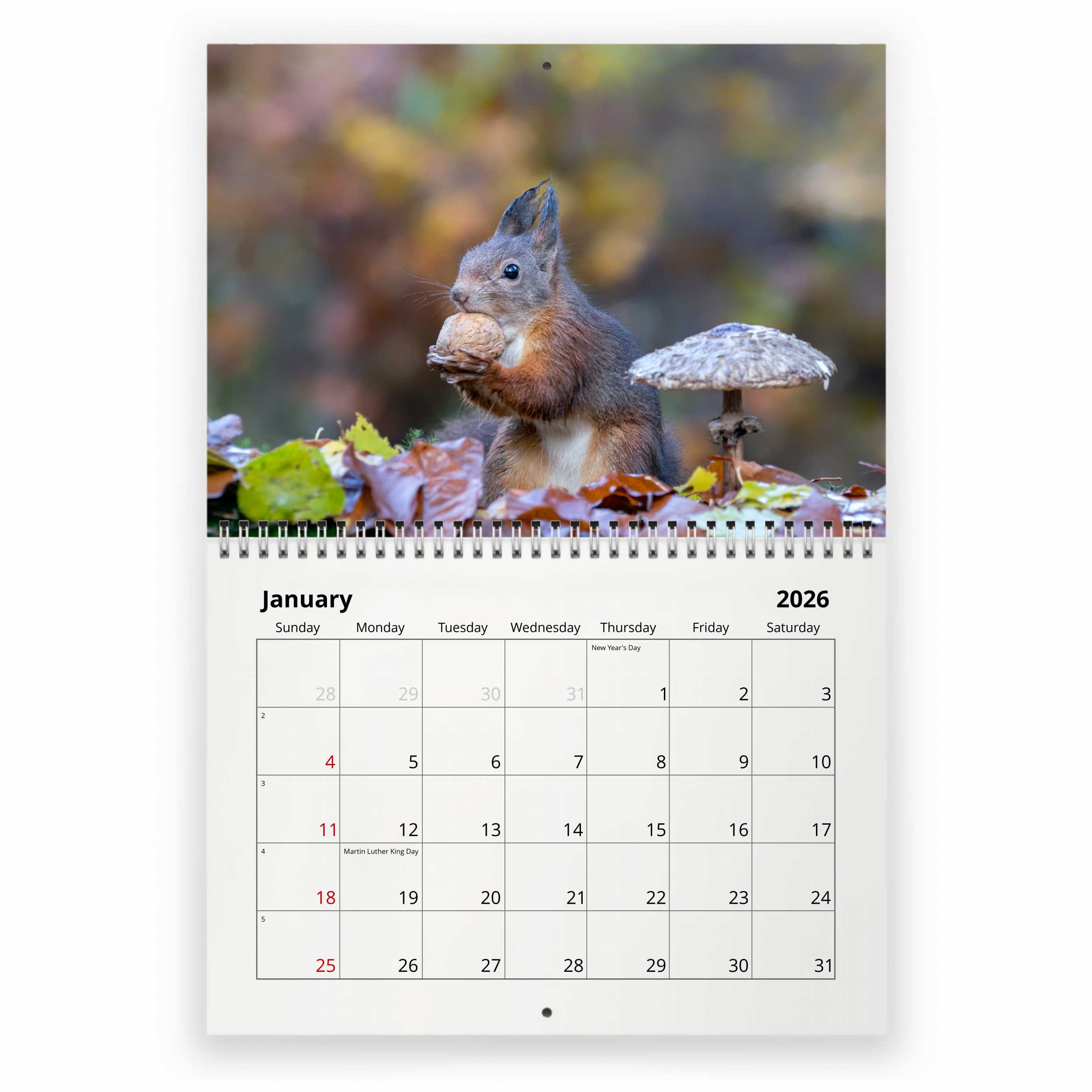 2026 Willow Creek Press Monthly Mini Wall Calendar 7 X 7 Gettin Squirrelly January To December - View #12