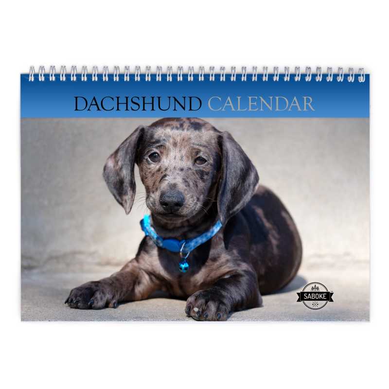 Dachshund 2024 Wall Calendar